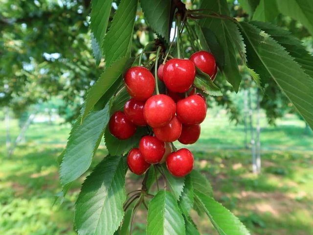 �܂�悵�ʎ���