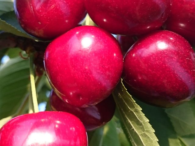 �܂�悵�ʎ���