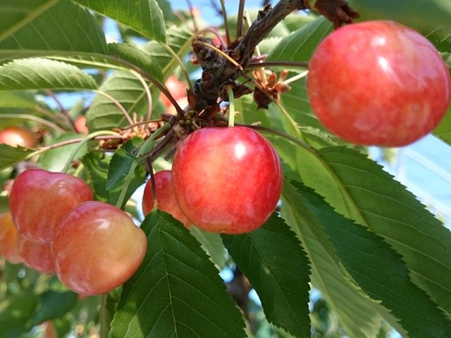 �܂�悵�ʎ���