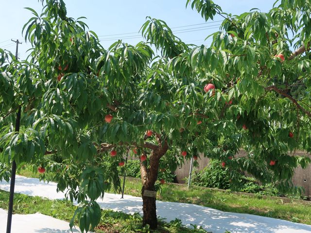 �܂�悵�ʎ���