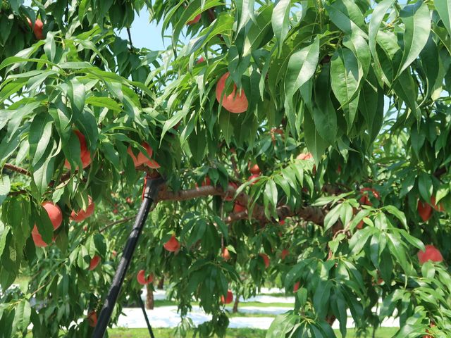 �܂�悵�ʎ���