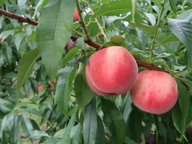 �܂�悵�ʎ���