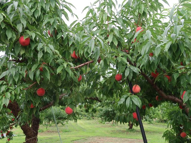 �܂�悵�ʎ���