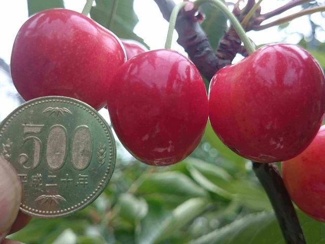 �܂�悵�ʎ���