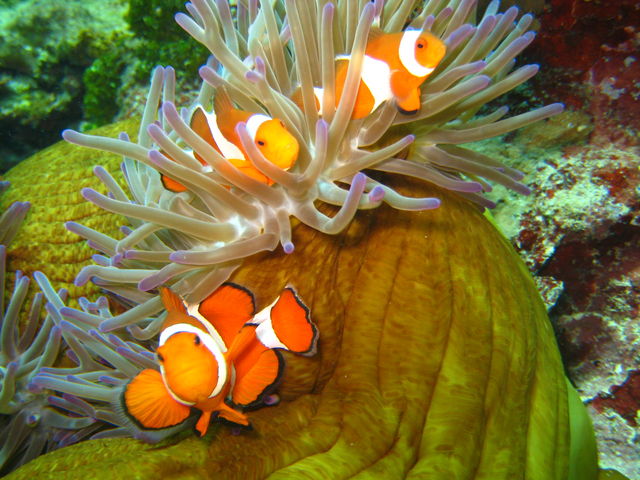 �l�C�̃j�������I_�Ί_���g�[�^���}����