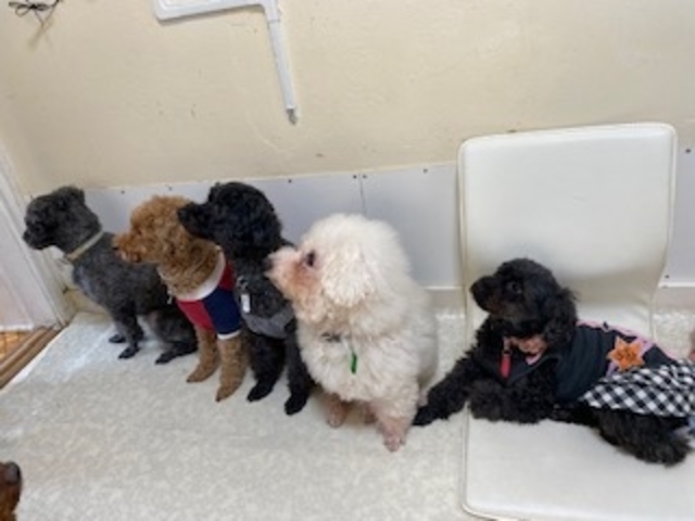 ���q�l�������Ȃ�����_���ʂ̂�����@�˓X