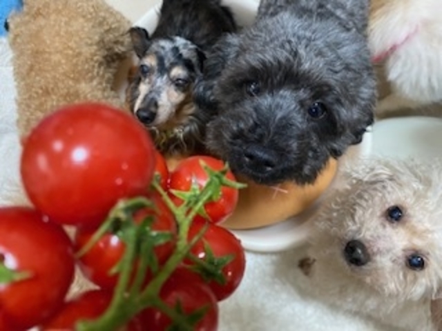 �g�}�g�ɒ��ځI_���ʂ̂�����@�˓X