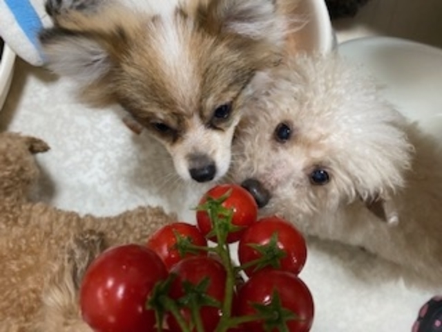 �������傤����_���ʂ̂�����@�˓X