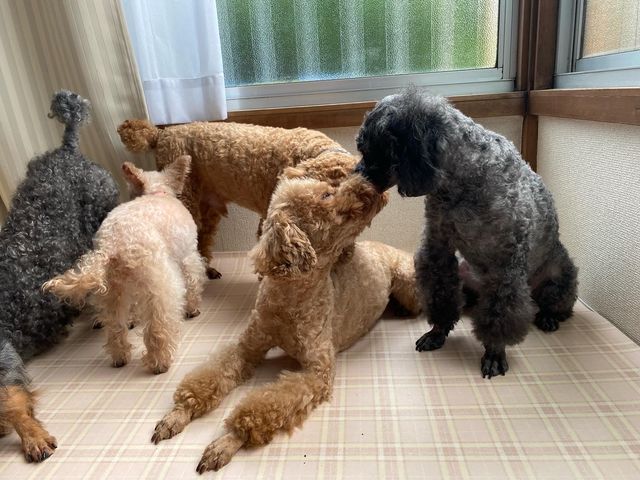 �S�Z��͒��ǂ���_���ʂ̂�����@�˓X