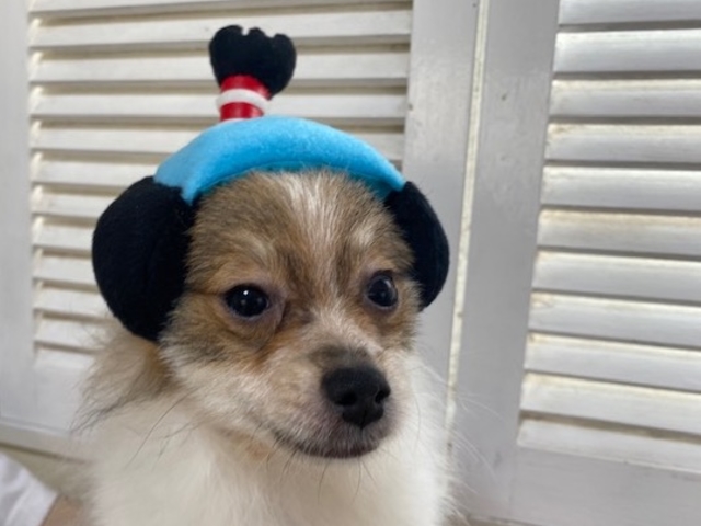 �a�I_���ʂ̂�����@��˓X