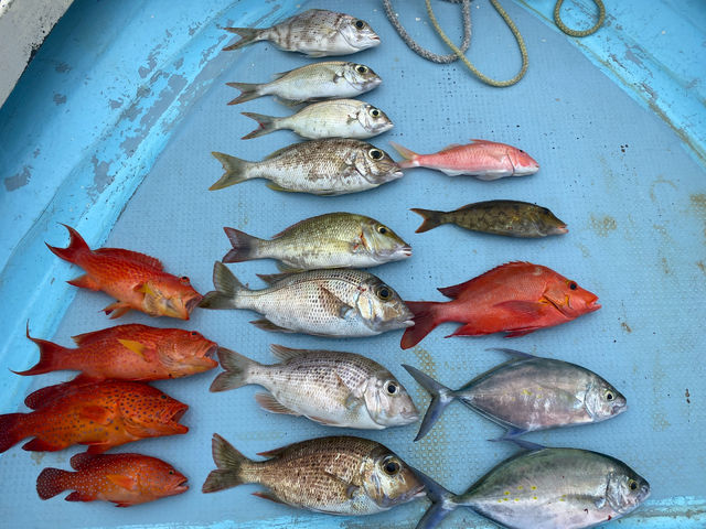 �J���t���Ȃ����Ղ��Ή�����ہ[���I_���S�Ґ��ނ�D �t�B�b�V���\���O