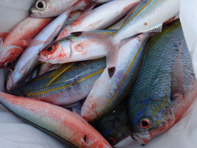 �̌��ނ�􉫓�̌����y�O���N���z�ȒP�ɒނꂿ�Ⴂ�܂���`_���S�Ґ��ނ�D �t�B�b�V���\���O