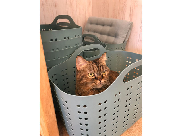 �L�n�E�X�@�܂����邃������