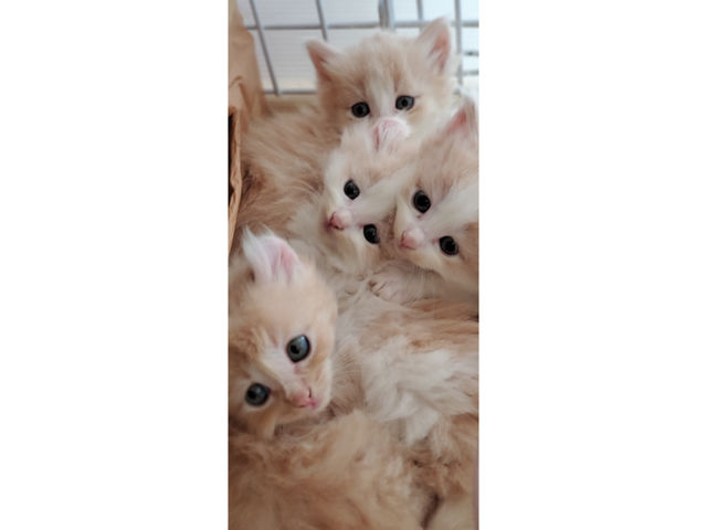 �L�n�E�X�@�܂����邃������