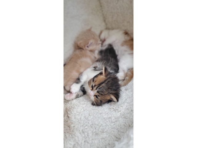 �L�n�E�X�@�܂����邃������