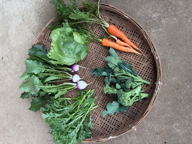 �킩�΂̗��̎ʐ^1