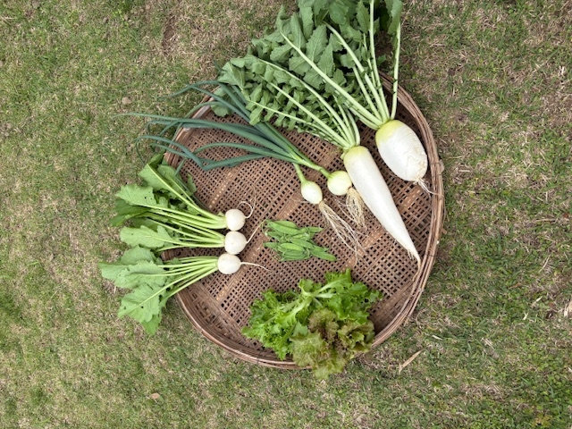 �킩�΂̗��̎ʐ^1