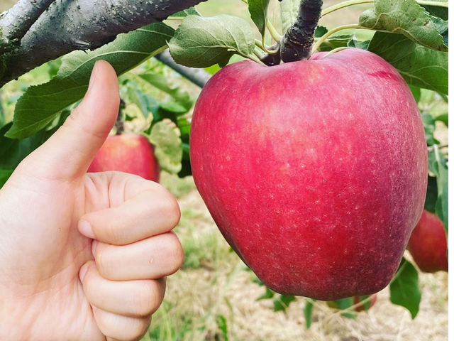 ��ʂ�񂲂��������񂠂�̂������ł�^ ^_��{���ό���񂲉�