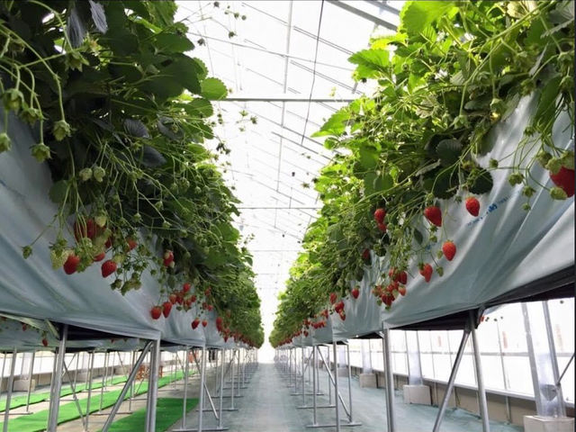 ������HappyBerry