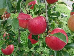 長曽りんご園の写真1