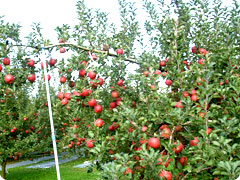 本田りんご園の写真1