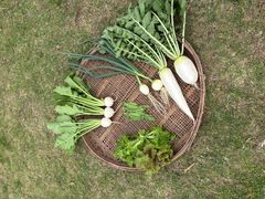 �킩�΂̗��̎ʐ^1