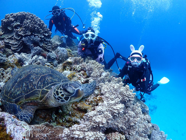 �}�����T�[�r�XSea�Ԃ�