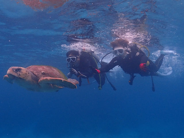 �}�����T�[�r�XSea�Ԃ�