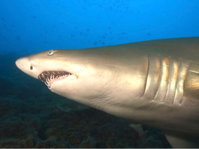 �}�����T�[�r�XSea�Ԃ�