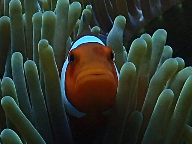 �}�����T�[�r�XSea�Ԃ�