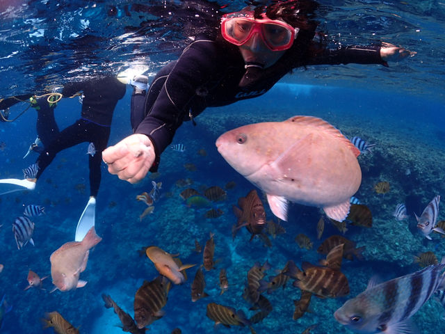 �}�����T�[�r�XSea�Ԃ�