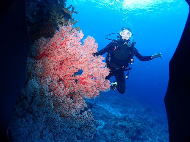 �}�����T�[�r�XSea�Ԃ�