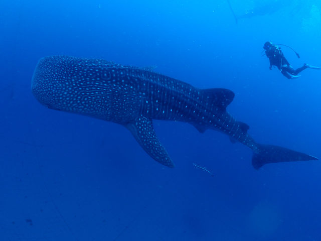 �}�����T�[�r�XSea�Ԃ�