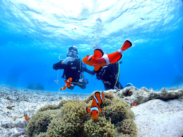 �}�����T�[�r�XSea�Ԃ�