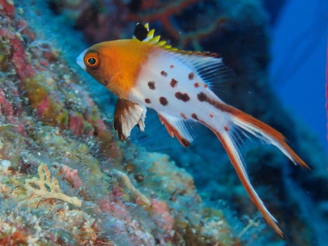 �}�����T�[�r�XSea�Ԃ�