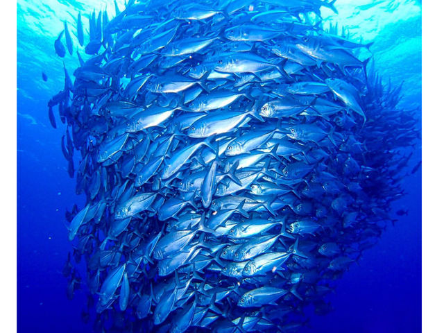 �}�����T�[�r�XSea�Ԃ�