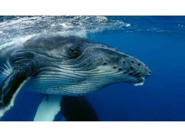 �}�����T�[�r�XSea�Ԃ�