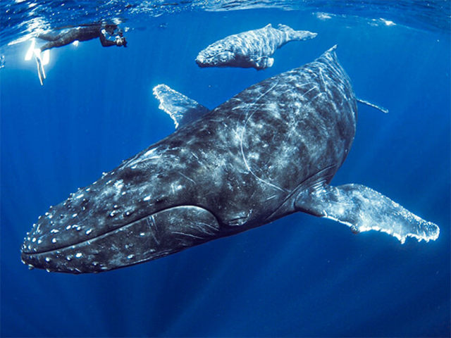 �}�����T�[�r�XSea�Ԃ�