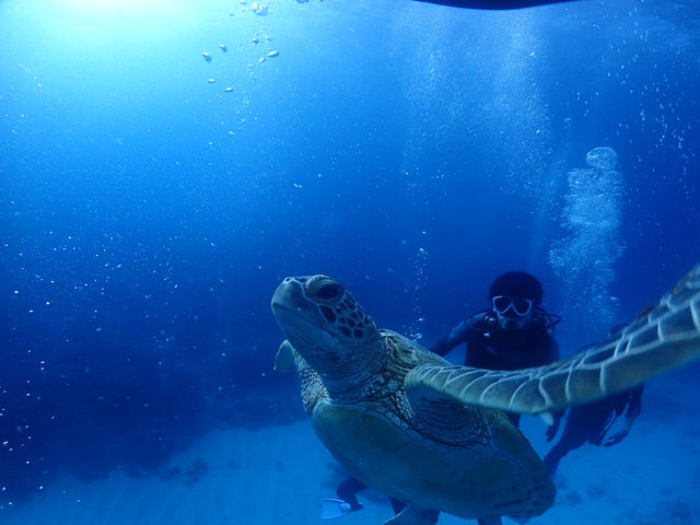 �̌��_�C�r���O�A���C�Z���X�u�K�A�t�@���_�C�r���O�A�S�Ă��i���I_�}�����T�[�r�XSea�Ԃ�