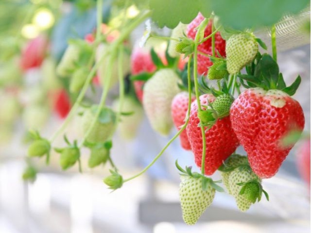 �x���[�p�[�N���s�Ђ悵�R�̉Ƃ̎ʐ^1