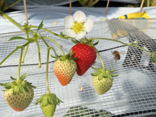 �z�J�������݂炢��