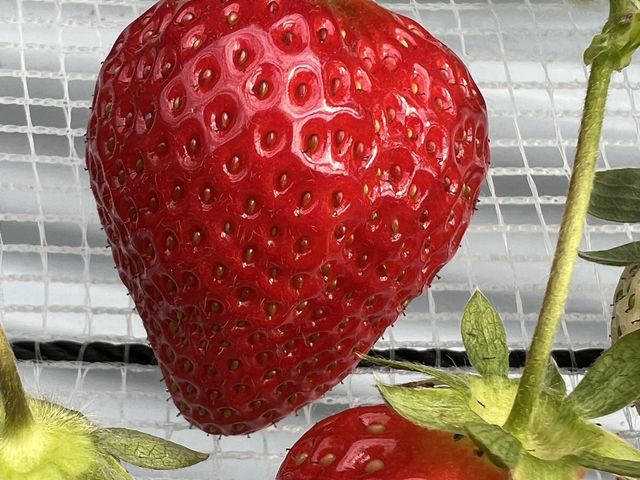 �z�J�������݂炢��