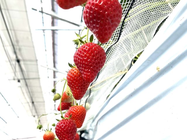 �z�J�������݂炢��