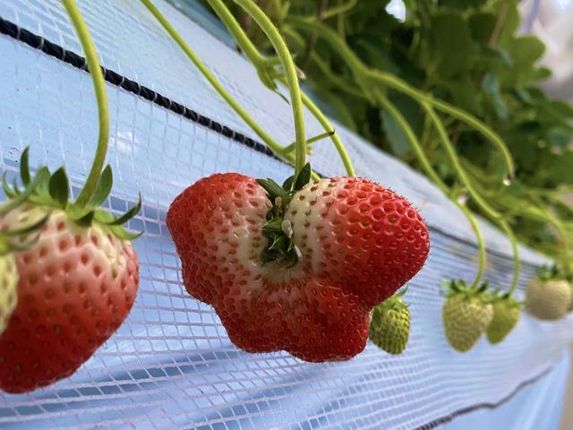 �z�J�������݂炢��