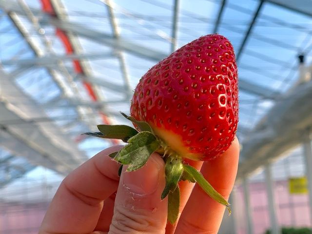 ő6̃nEX4`7i̐Hה_zJ݂炢