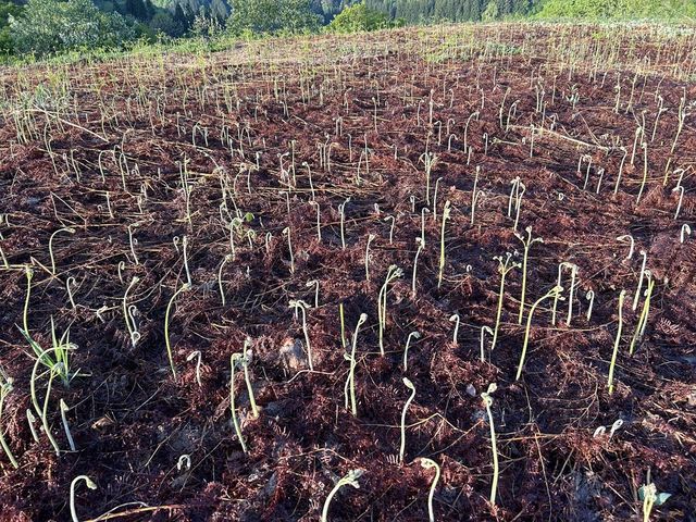 �����т���t�̂��ĂˁI�o�n�߂͈����I_�������c���т̗�