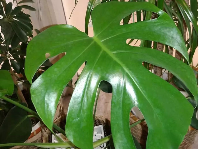 ��՗� ���y