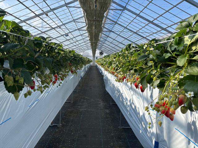 �n�[�x�X�g�K�[�f��