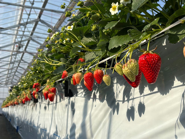 �n�[�x�X�g�K�[�f��