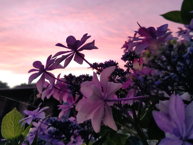 ��̎��z�Ԃ���R�炫�܂�_�x�l�`�A���K���X�J�t�F ���̉�